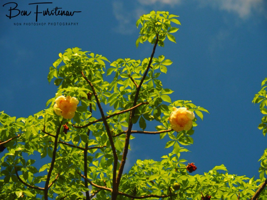 Livingstone, Zambia, Africa