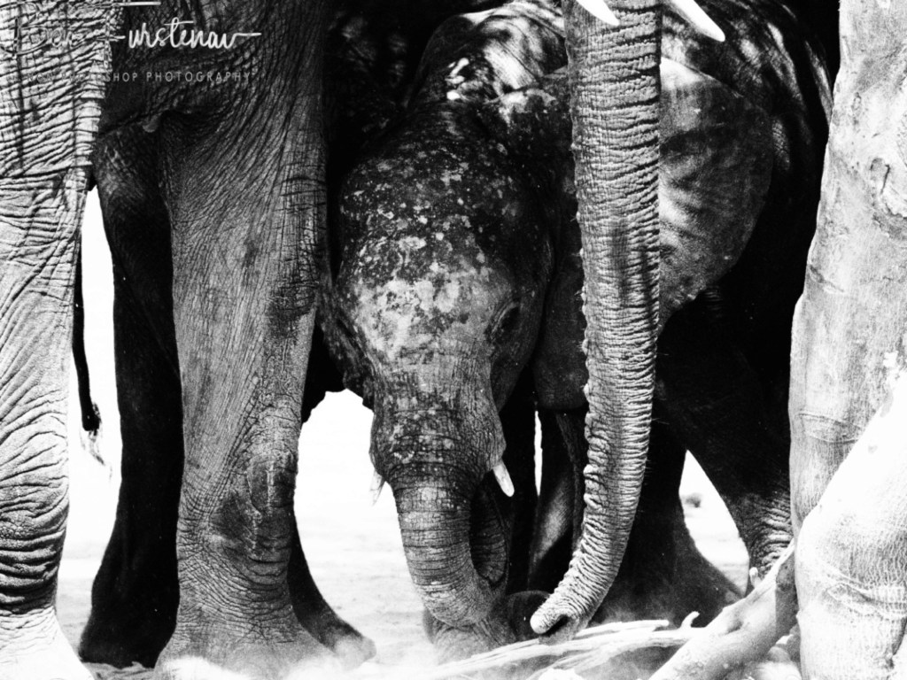 Chobe, Kasane, Botswana, Africa