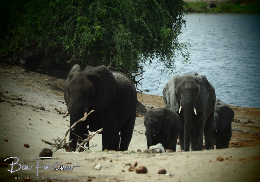Chobe, Kasane, Botswana, Africa