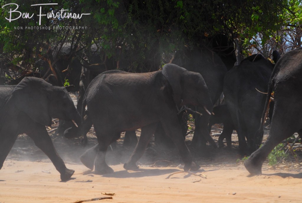 Chobe, Kasane, Botswana, Africa