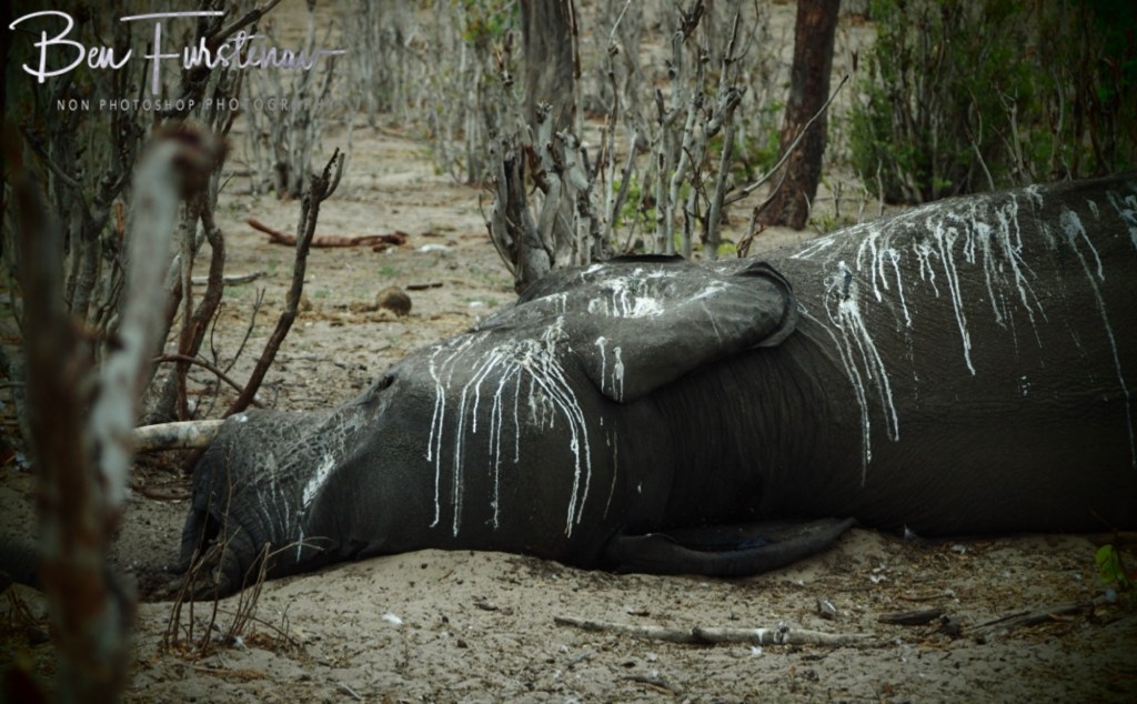 Chobe, Kasane, Botswana, Africa