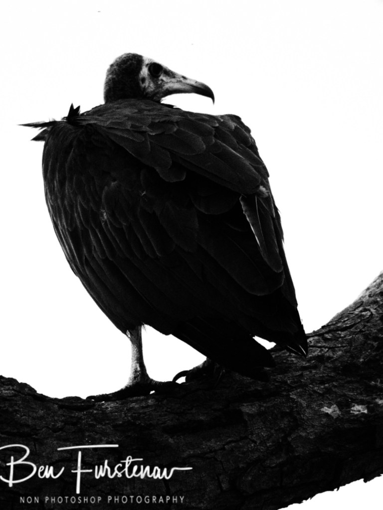 Chobe, Kasane, Botswana, Africa