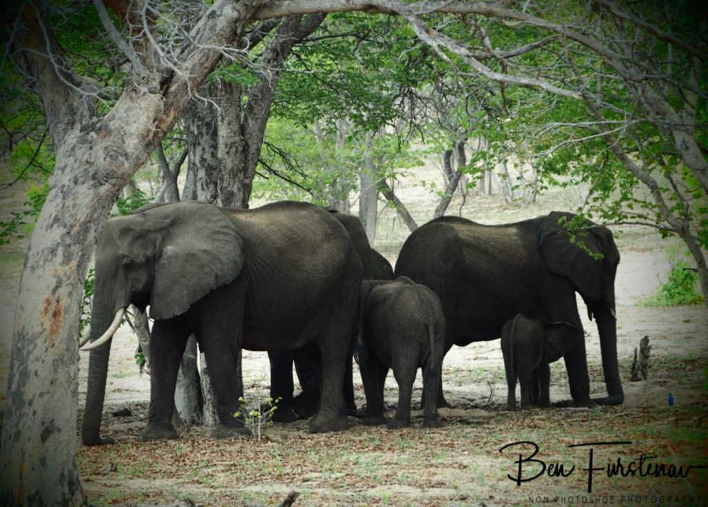 Chobe, Kasane, Botswana, Africa