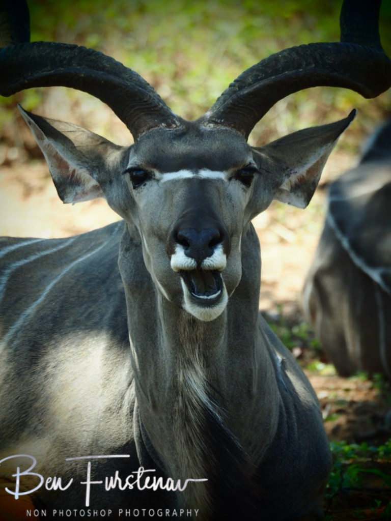 Chobe, Kasane, Botswana, Africa