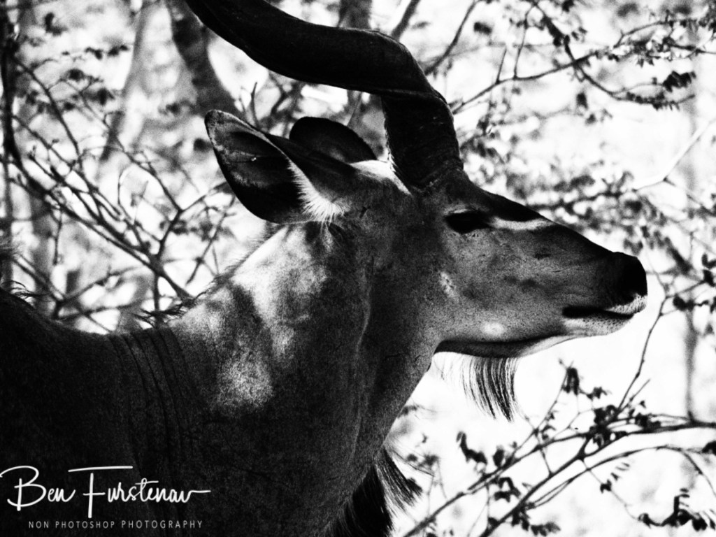 Chobe, Kasane, Botswana, Africa
