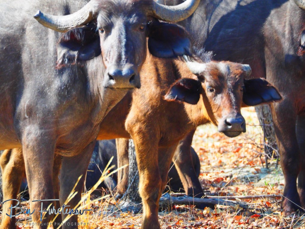 Chobe, Kasane, Botswana, Africa