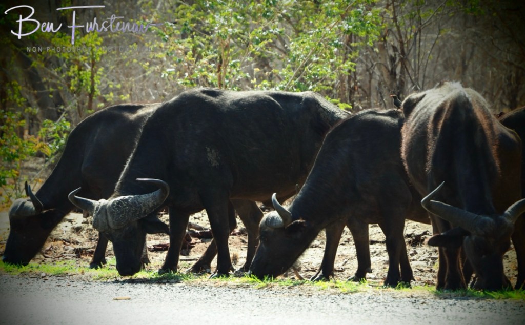 Chobe, Kasane, Botswana, Africa