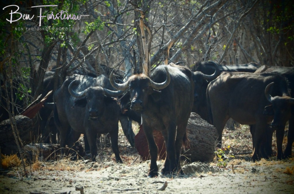 Chobe, Kasane, Botswana, Africa
