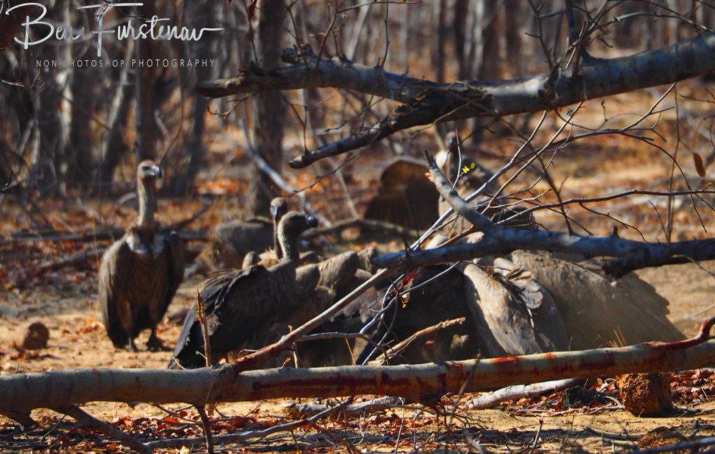 Chobe, Kasane, Botswana, Africa