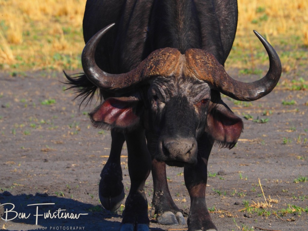 Chobe, Kasane, Botswana, Africa