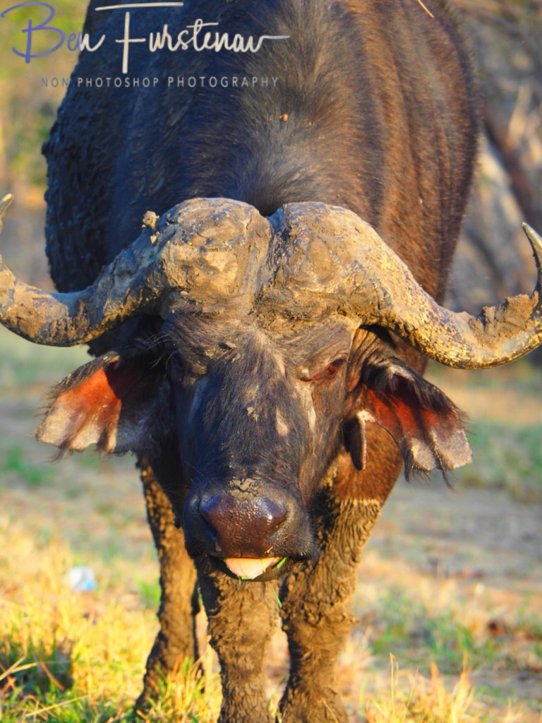 Chobe, Kasane, Botswana, Africa