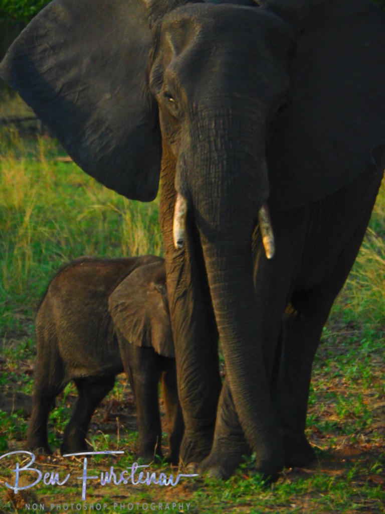 Chobe, Kasane, Botswana, Africa