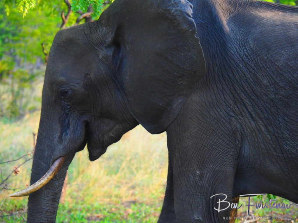 Chobe, Kasane, Botswana, Africa