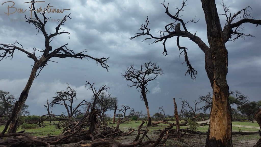 Okavango, Botswana, Africa