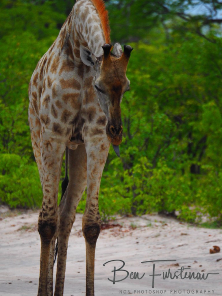 Okavango, Botswana, Africa