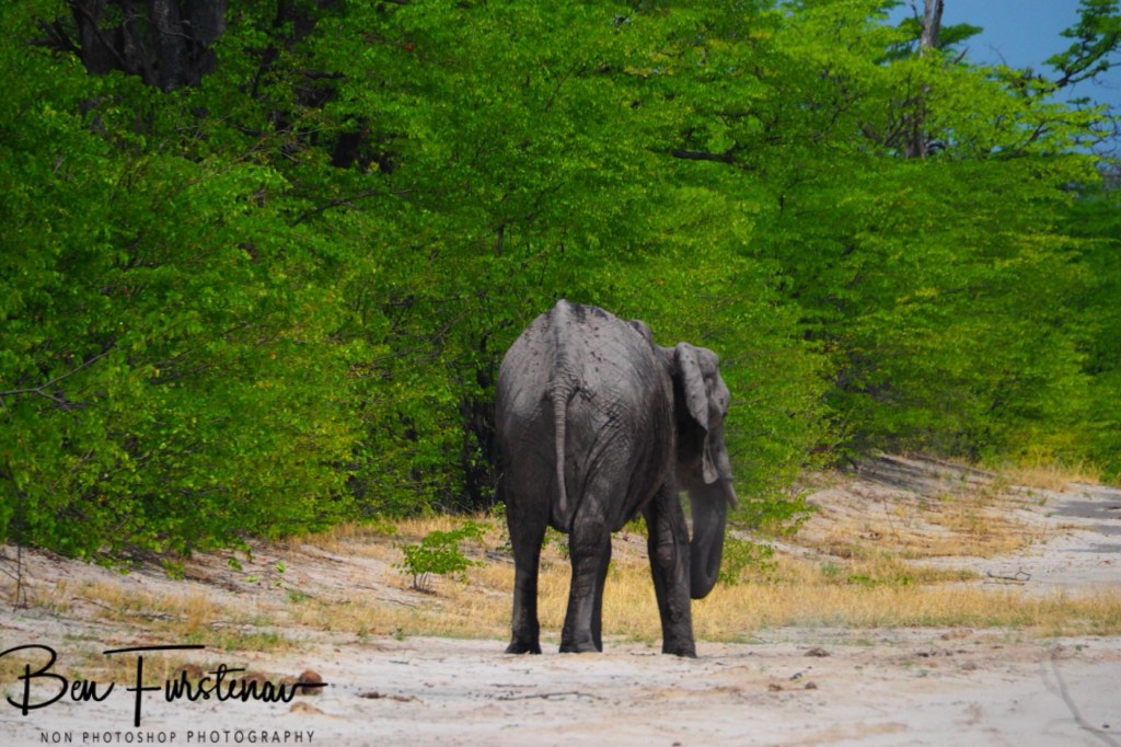 Okavango, Botswana, Africa