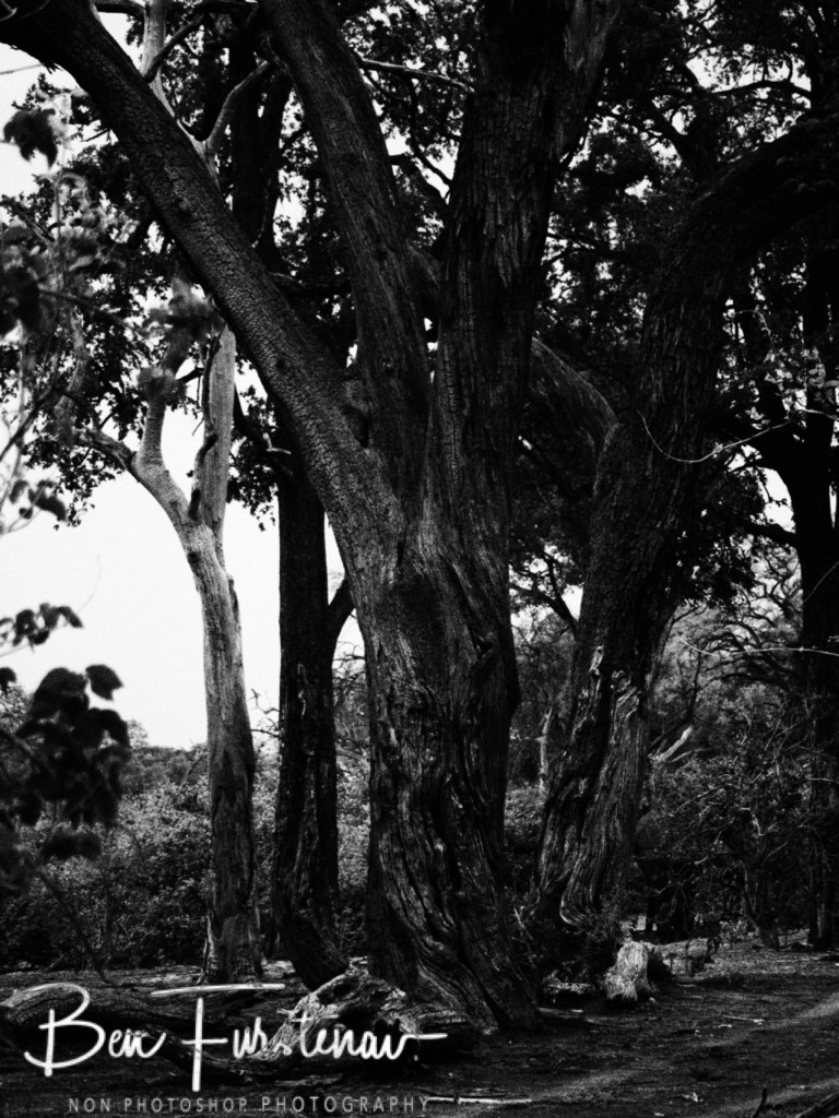 Linyanti, Okavango, Botswana, Africa