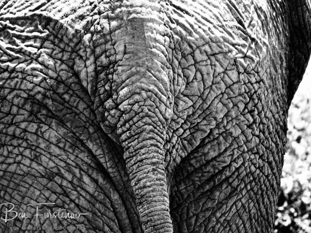 Savuti, Okavango, Botswana, Africa