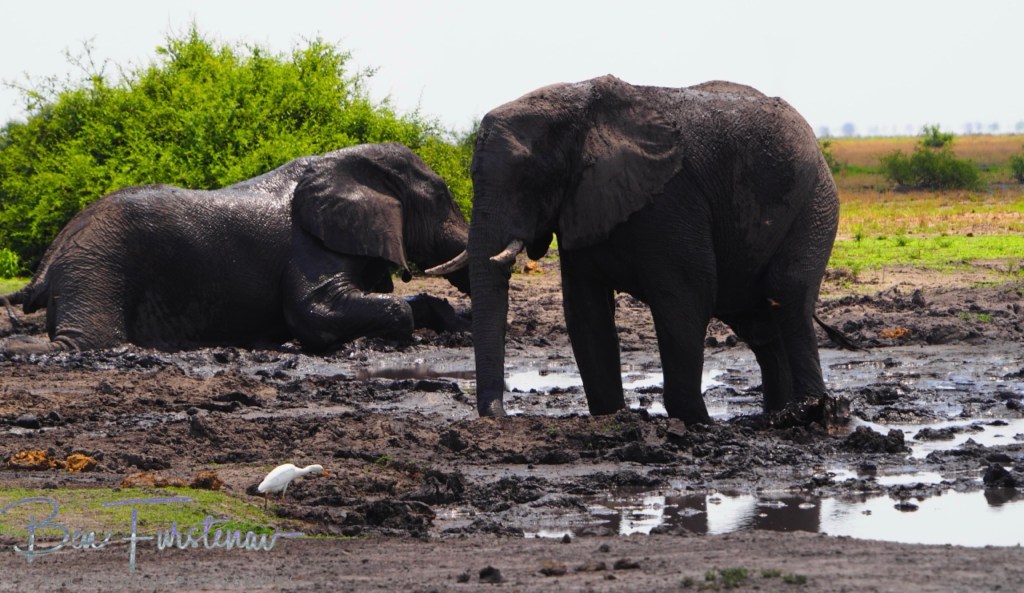 Savuti, Okavango, Botswana, Africa