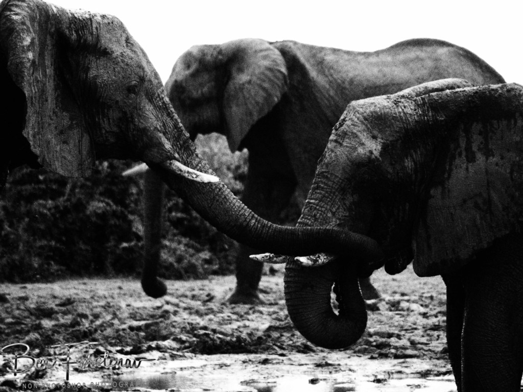 Savuti, Okavango, Botswana, Africa