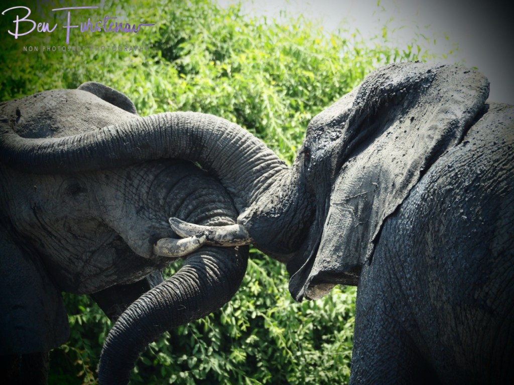 Savuti, Okavango, Botswana, Africa