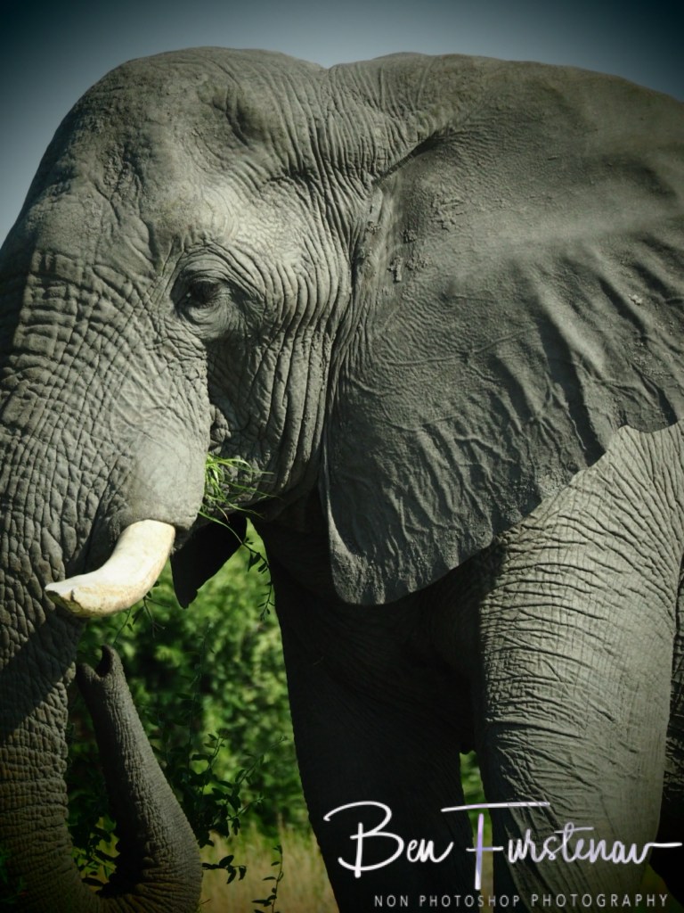 Savuti, Okavango, Botswana, Africa