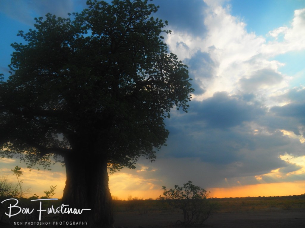 Savuti, Okavango, Botswana, Africa