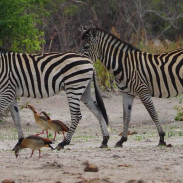 Savuti, Okavango, Botswana, Africa