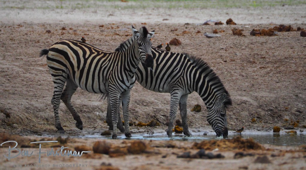 Savuti, Okavango, Botswana, Africa