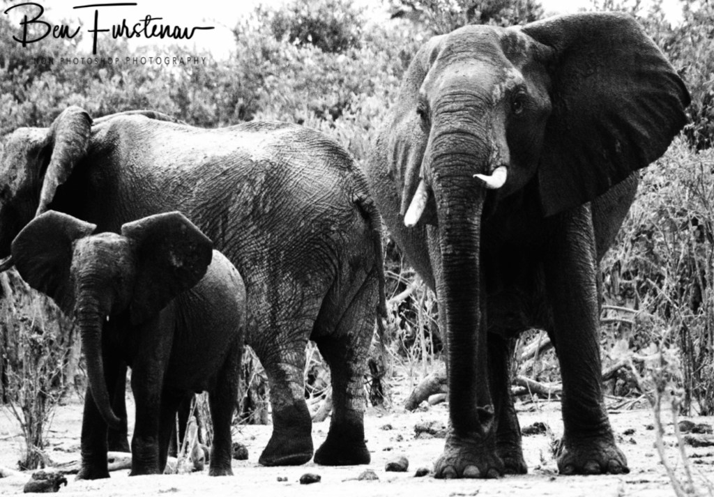 Savuti, Okavango, Botswana, Africa
