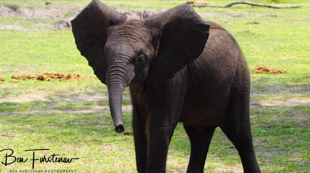 Khwai River, Okavango, Botswana, Africa