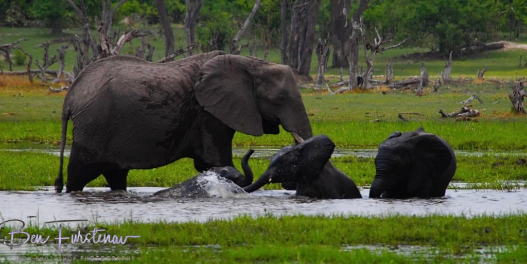 Khwai River, Okavango, Botswana, Africa