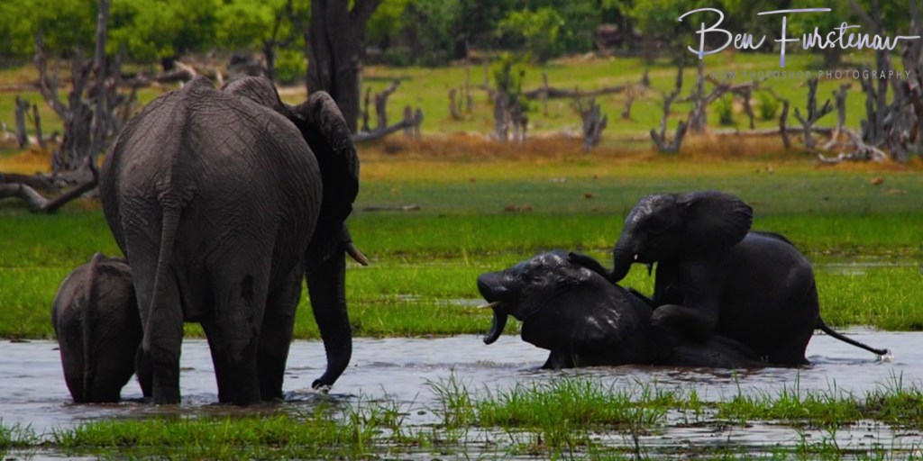 Khwai River, Okavango, Botswana, Africa