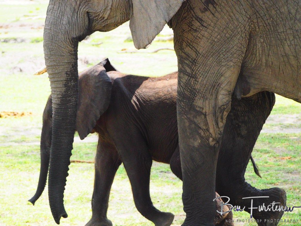 Khwai River, Okavango, Botswana, Africa