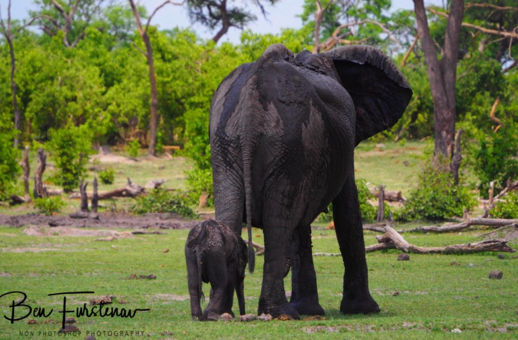 Khwai River, Okavango, Botswana, Africa