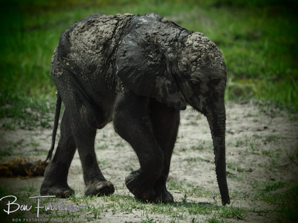 Khwai River, Okavango, Botswana, Africa