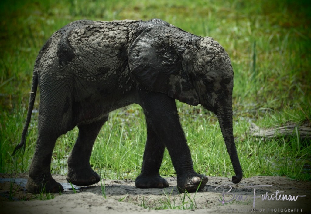 Khwai River, Okavango, Botswana, Africa