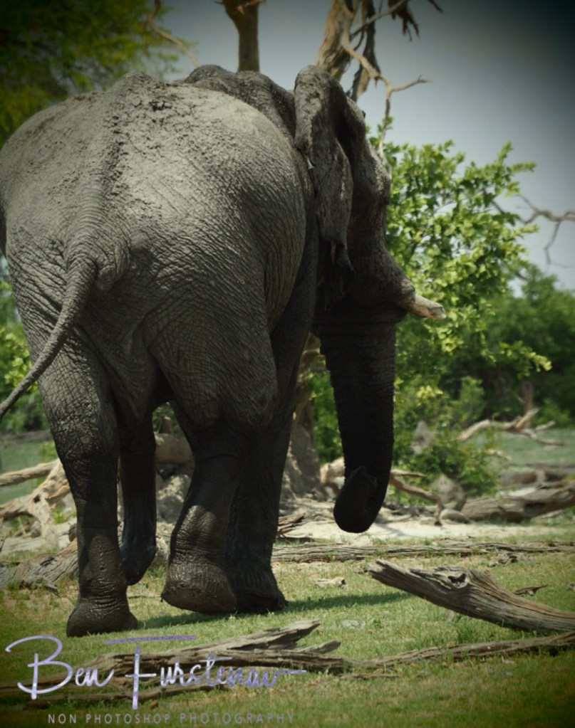Khwai River, Okavango, Botswana, Africa