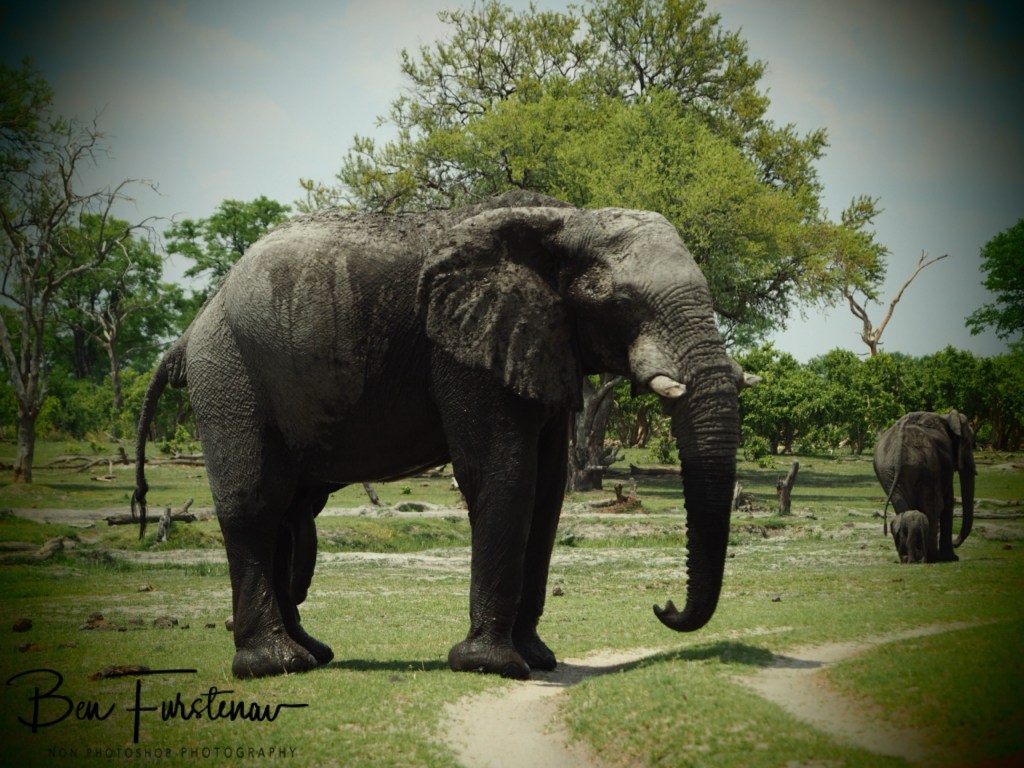 Khwai River, Okavango, Botswana, Africa