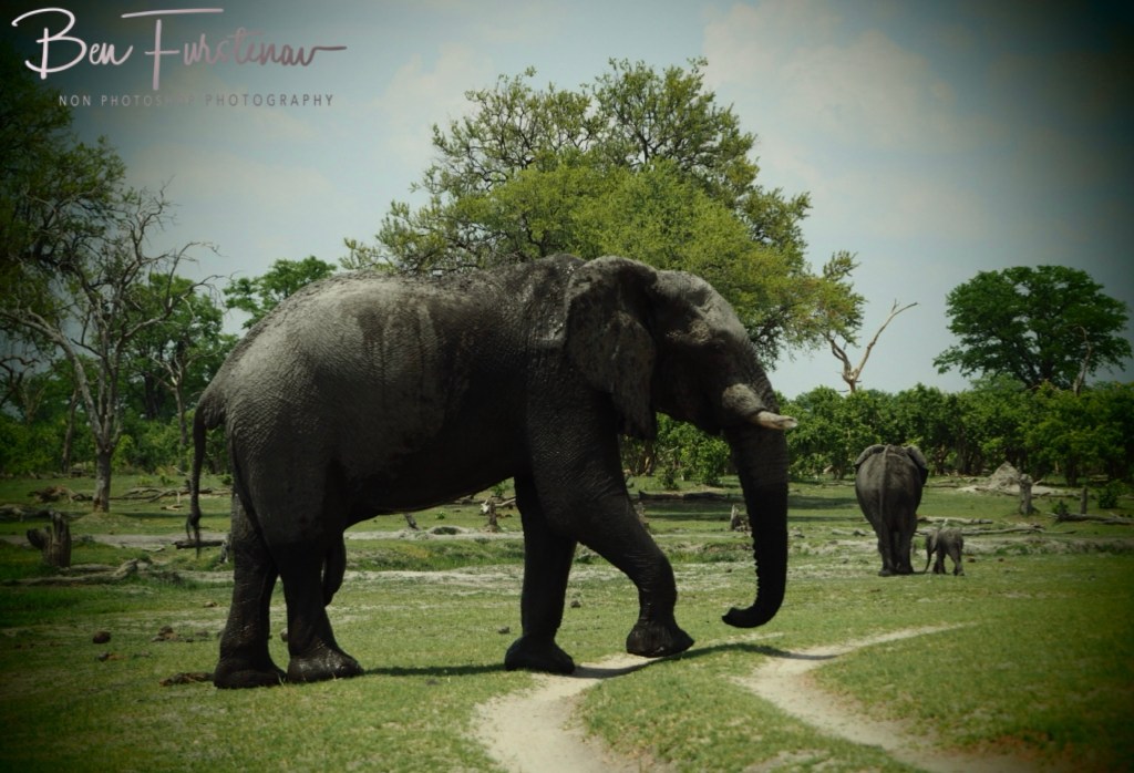 Khwai River, Okavango, Botswana, Africa