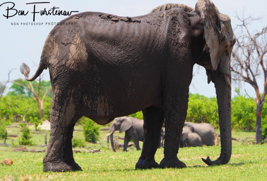 Khwai River, Okavango, Botswana, Africa