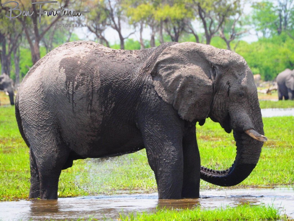 Khwai River, Okavango, Botswana, Africa
