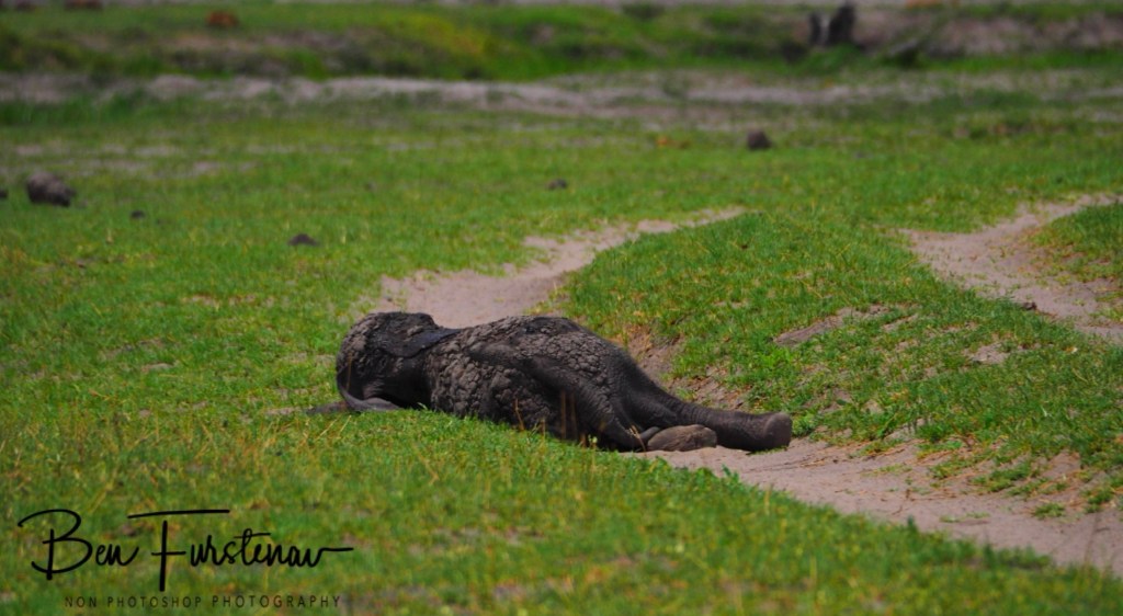 Khwai River, Okavango, Botswana, Africa