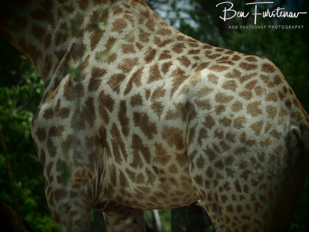 Khwai River, Okavango, Botswana, Africa