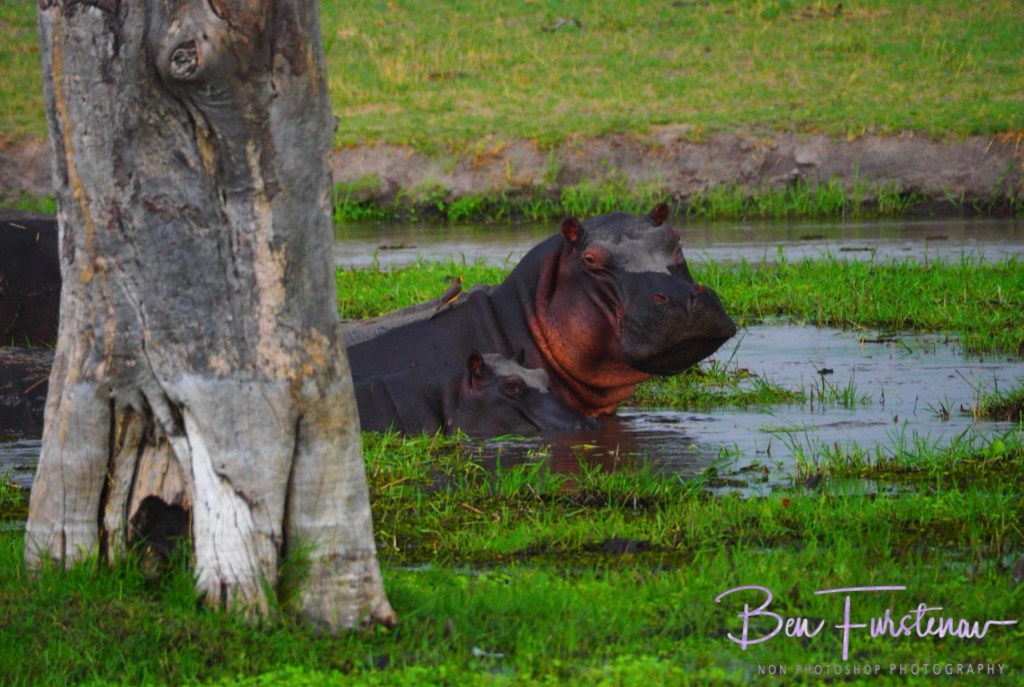 Khwai River, Okavango, Botswana, Africa