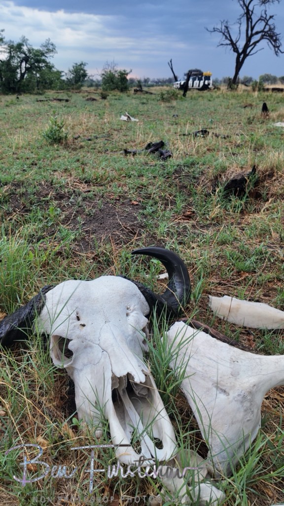 Khwai River, Okavango, Botswana, Africa