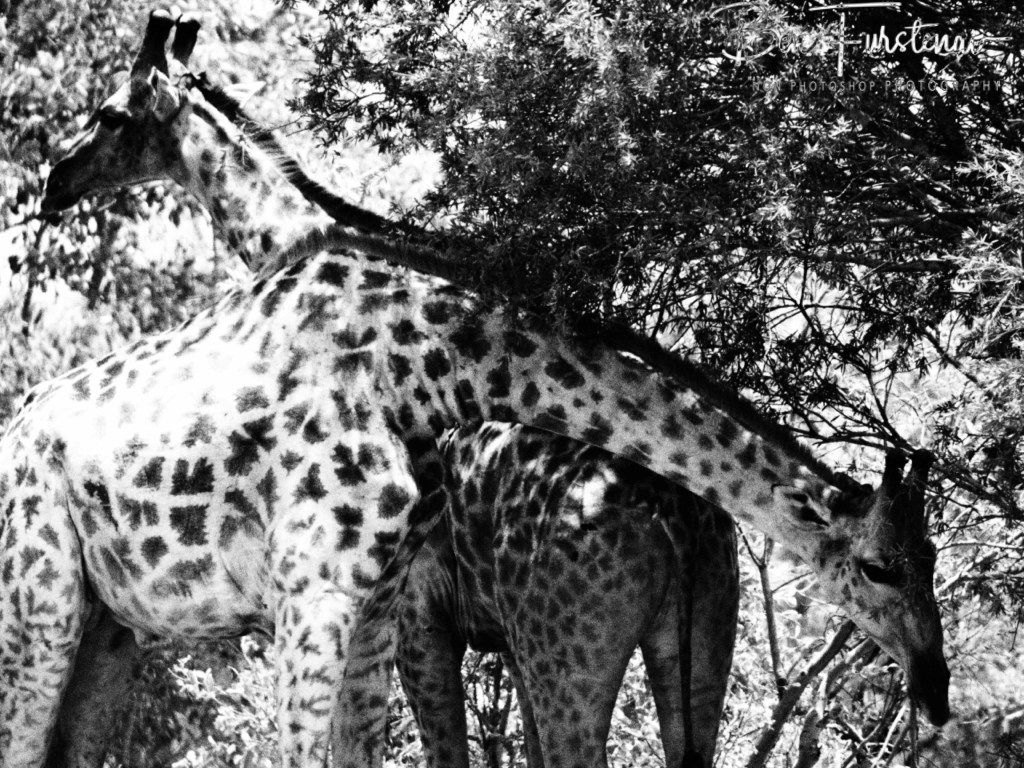 Khwai River, Okavango, Botswana, Africa