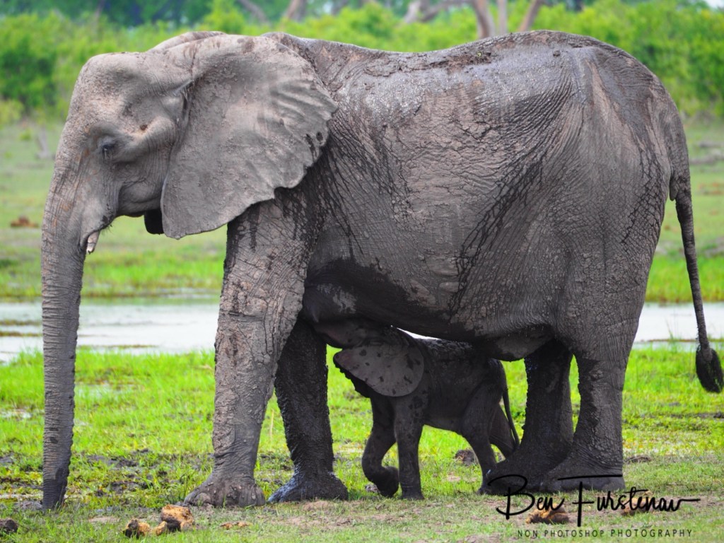 Khwai River, Okavango, Botswana, Africa