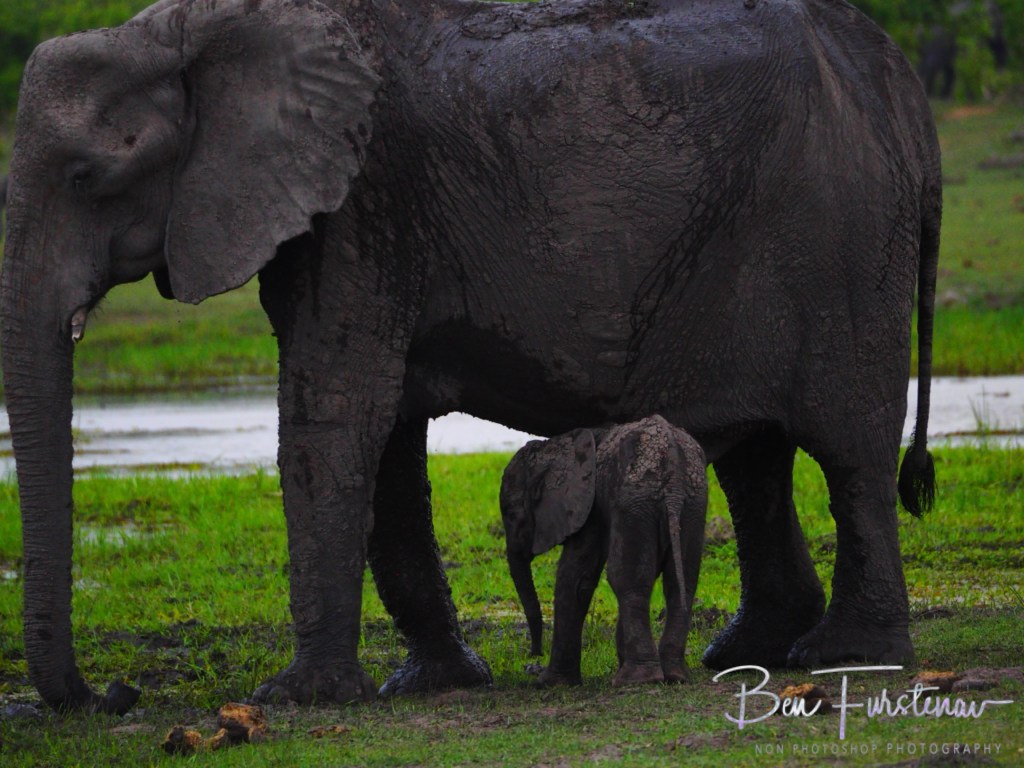 Khwai River, Okavango, Botswana, Africa