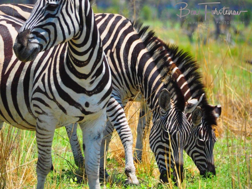 Khwai River, Okavango, Botswana, Africa